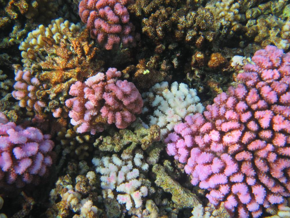 Pink and yellow coral